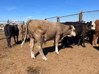 Сиыр, Simmental cattle — 3-сурет