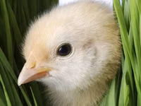 Chickens — الصورة 1