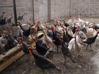 Turkeys — foto 1