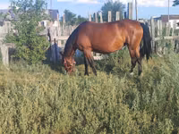 Mare, Horses — photo 1