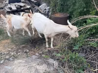 Goat, Saanen goat — photo 3