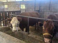 Sigir, Simmental cattle — 7-rasm