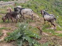 Cabra, Alpine goat — foto 1