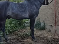 حصان, Friesian sport horse — الصورة 2