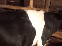 بقرة, Russian Black pied cattle — الصورة 1