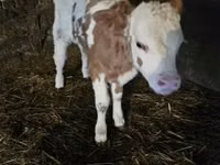 Bulle, Simmental cattle — Foto 1