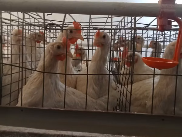 Chickens — أوزبكستان