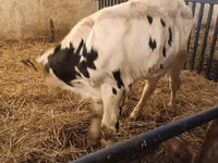 Bulle, Russian Black pied cattle — Foto 4