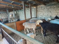 Carnero, Arashan sheep — foto 5