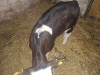 Bulle, Simmental cattle — Foto 2