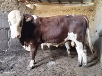 Bulle, Simmental cattle — Foto 8