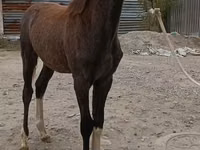 Caballo, Orlov Trotter — foto 5