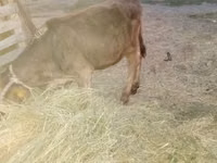गाय, मवेशी — फ़ोटो 2