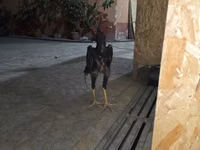 Chickens — الصورة 2