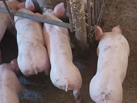 خنزير ذكر, الخنازير — الصورة 3