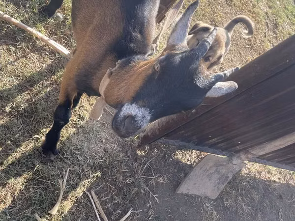 Ziege, Alpine goat