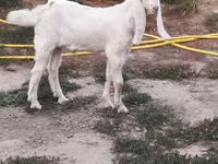 Ziegenbock, Beetal goats — Foto 2