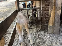 母牛, Swiss cattle — 照片 2