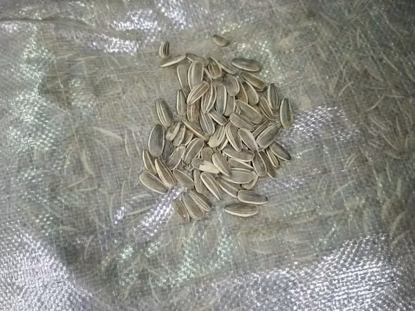 Хар самар