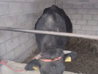 母牛, Cattle — 照片 2