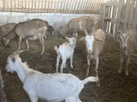 Ziegen (Partie, Geschlecht nicht angegeben), Alpine goat — Foto 1