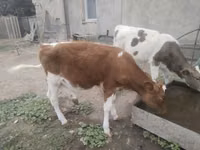 母牛, Simmental cattle — 照片 2
