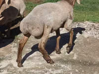 كبش, Arashan sheep — الصورة 8