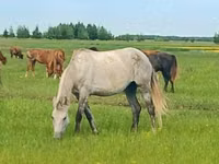 Yegua, Arabian horse — foto 1
