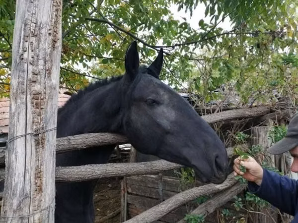 فرس, Nonius horse