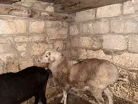 Кочкор, Койлор — сүрөт 3