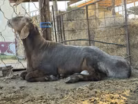 Widder, Arashan sheep — Foto 1