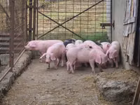 Schweine (Partie, Geschlecht nicht angegeben), Schweine — Foto 4