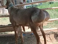 Carnero, Arashan sheep — foto 1