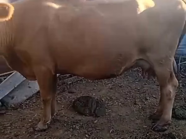 गाय, Latvian Blue cattle — कज़ाखस्तान