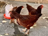 Red Rod-Aylend — 1-rasm