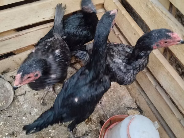 Chickens — Kirgisistan