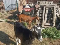 母山羊, Goats — 照片 3
