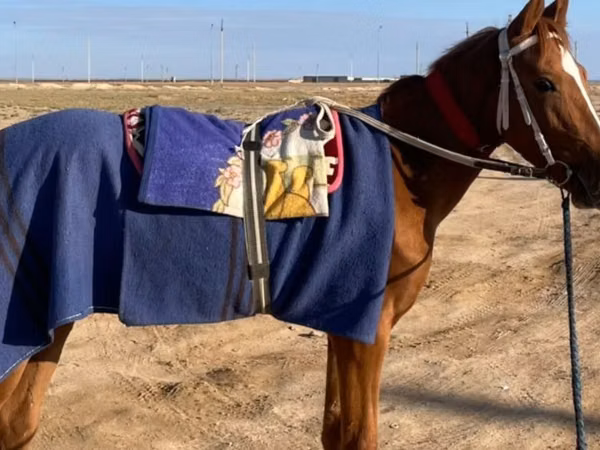 Yegua, Kazakh horse