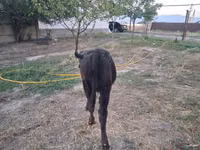 Bull, Alatau breed — photo 3
