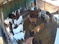Ziege, Saanen goat — Foto 4