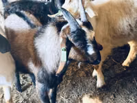 Ziegenbock, Nubian Goat — Foto 4