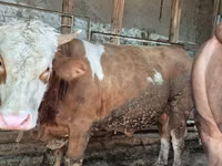 Bulle, Simmental cattle — Foto 2