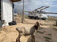 Cabro, Cabras — foto 1