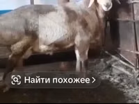 Carnero, Arashan sheep — foto 7