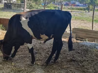 Toro, Ganado vacuno — foto 2