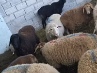Sheep, Sheep — photo 2