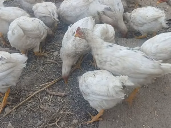 Chickens — Kirgisistan