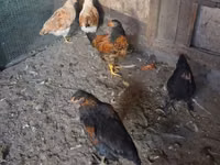 Chickens — Foto 2