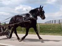 فرس, Percheron — الصورة 2