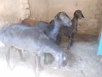 كبش, الأغنام — الصورة 3